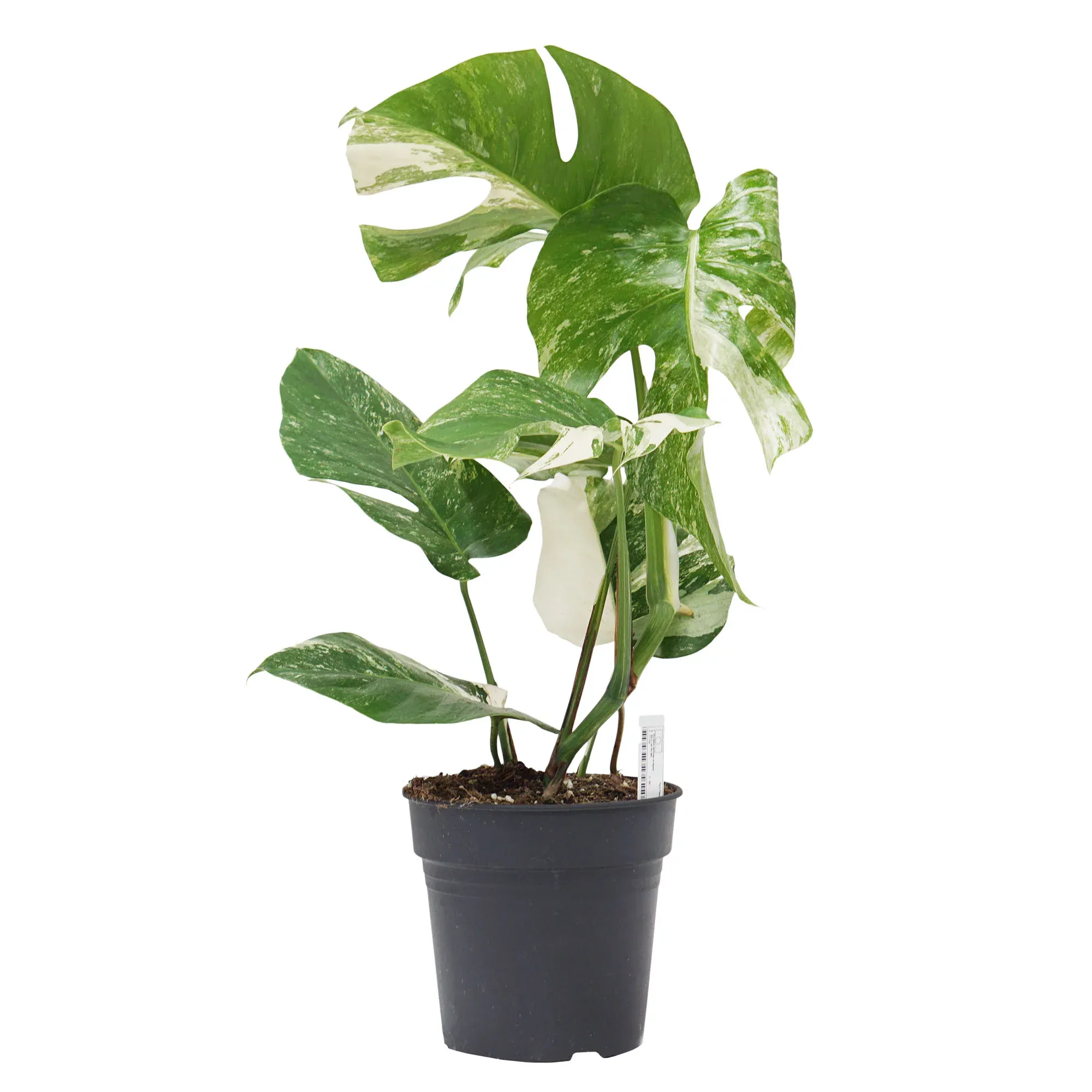Monstera deliciosa 'Thai Constellation