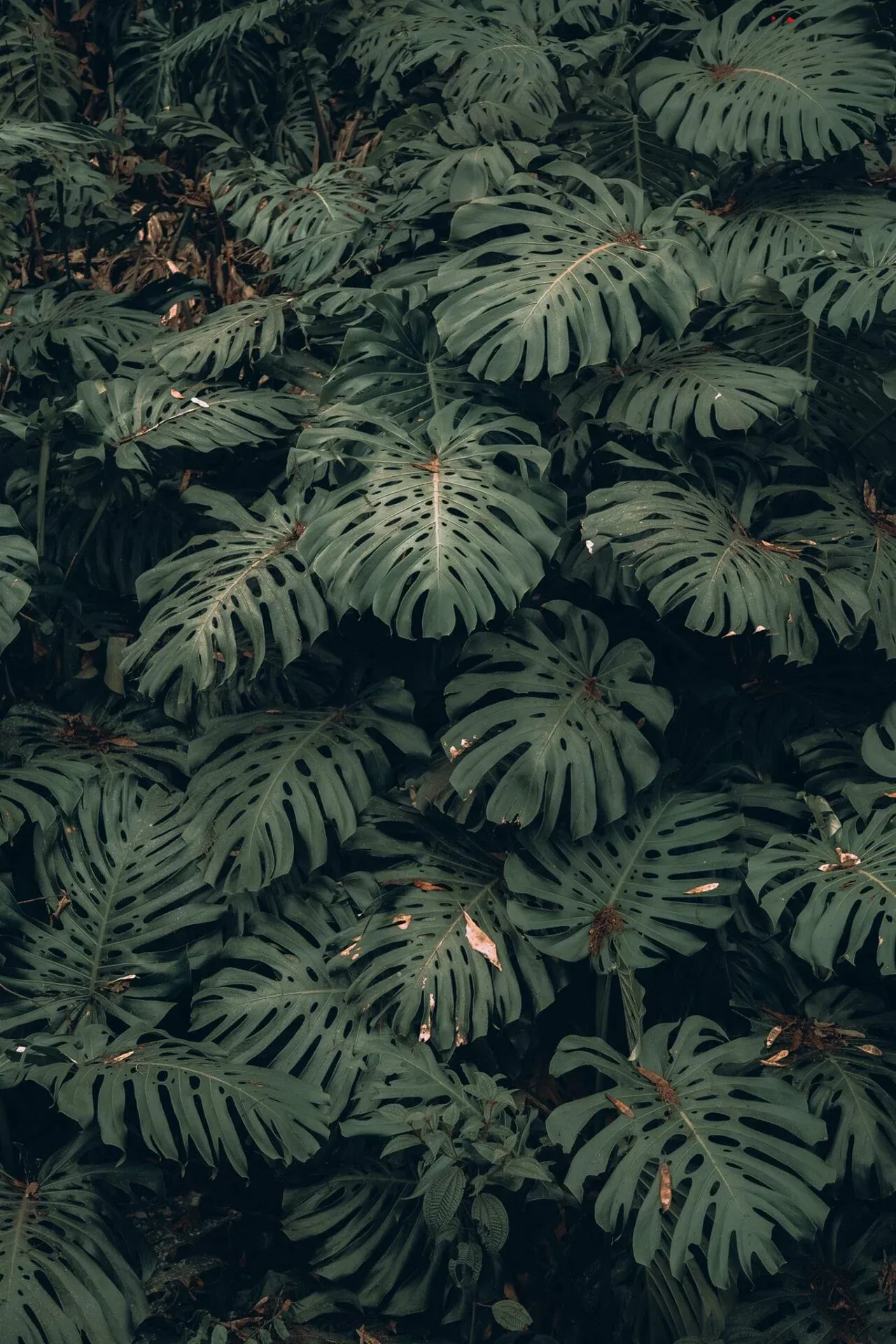 Monstera deliciosa – uprawa i wymagania