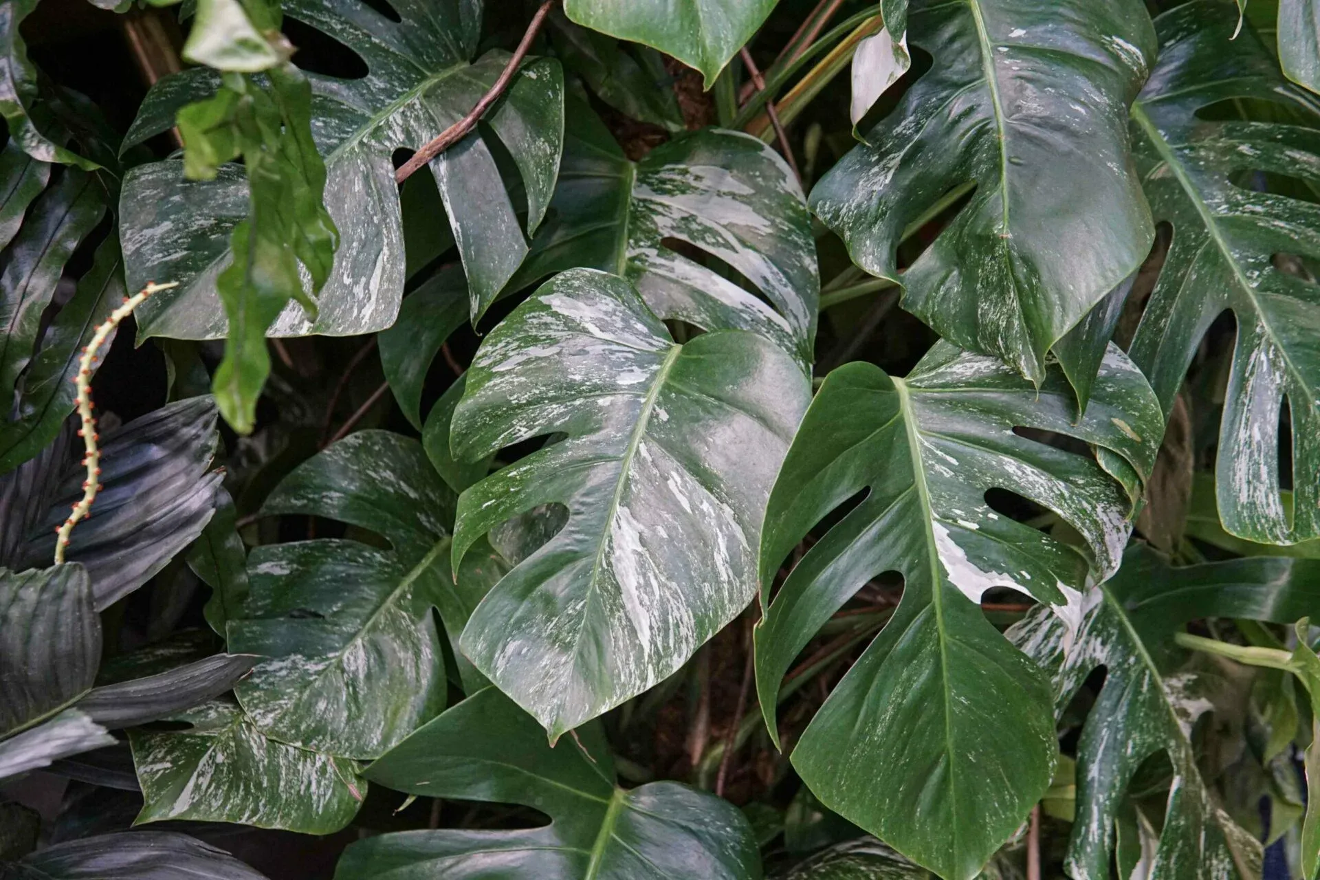 Liście monstery deliciosa