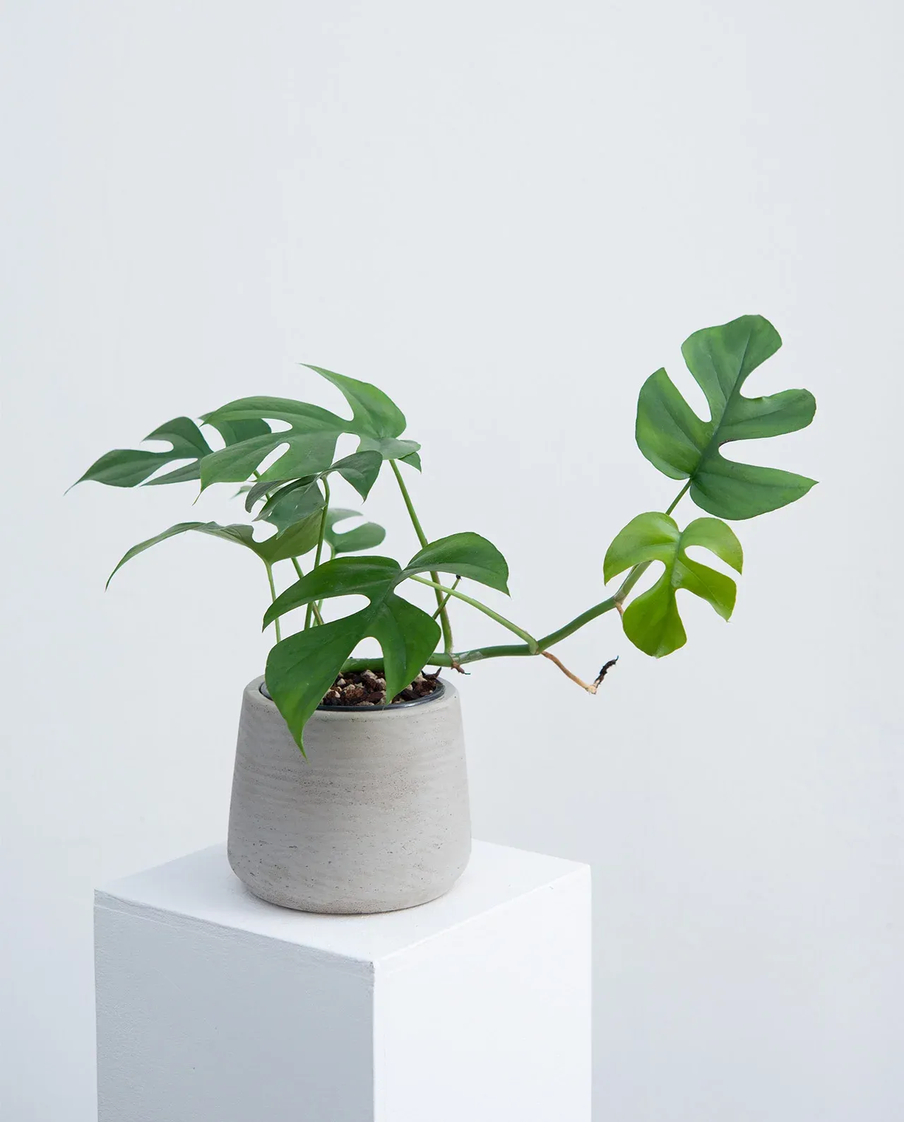 Rhaphidophora tetrasperma – “Monstera Minima” – pielęgnacja