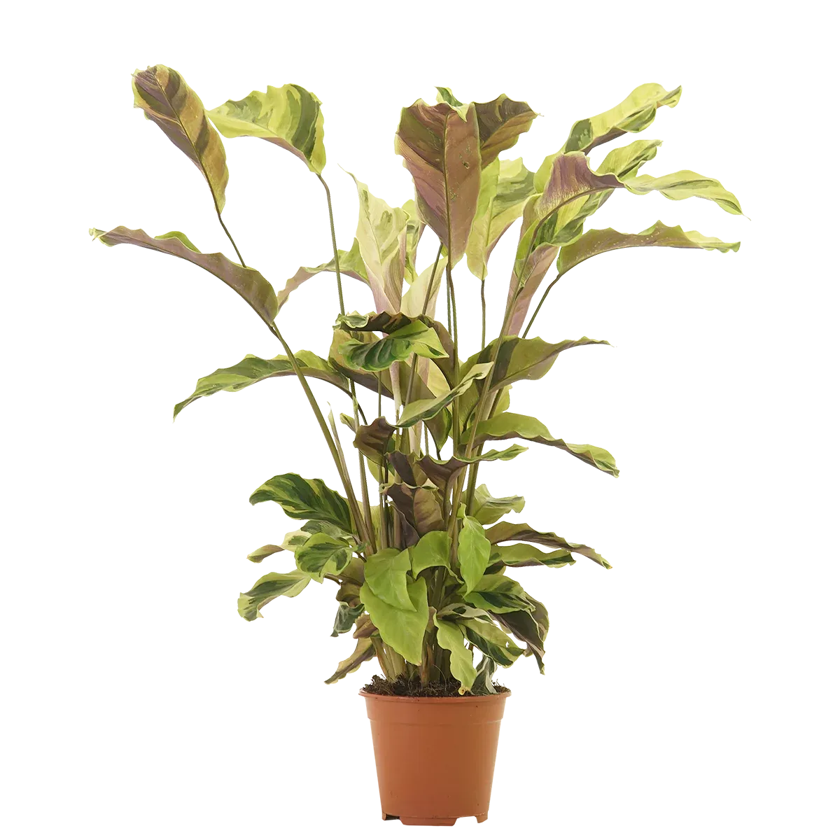 Goeppertia / Calathea