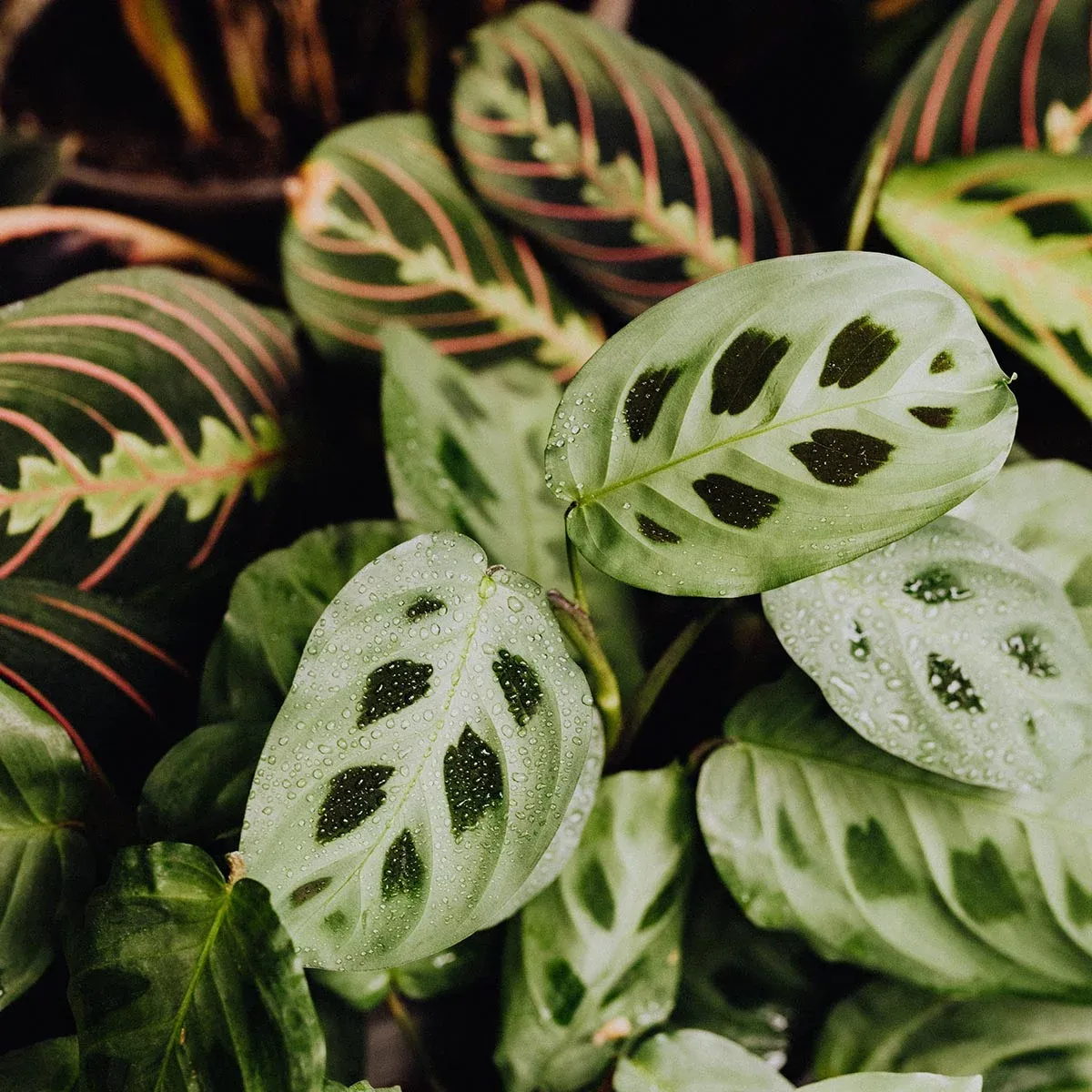 Uprawa roślin z rodziny Marantowatych – Calathea / kalatea, goeppertia i maranty