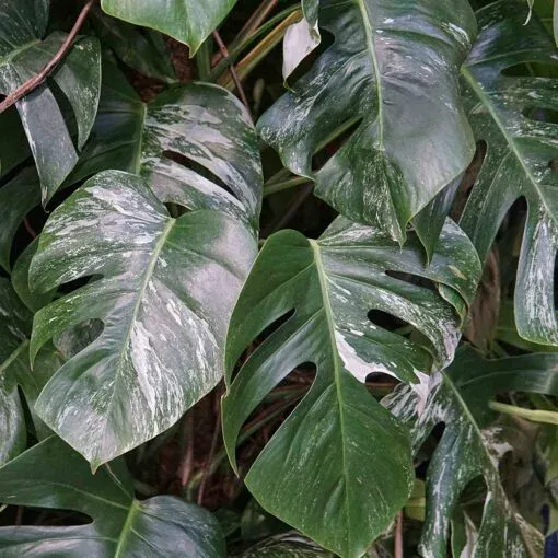 ROŚLINY VARIEGATA UPRAWA PORADY [FILM]