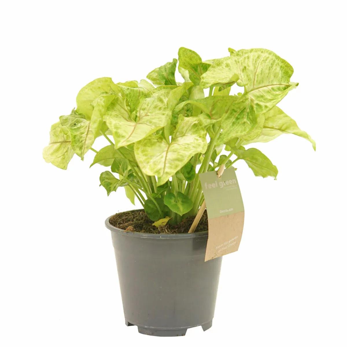 Syngonium podophyllum - nawożenie