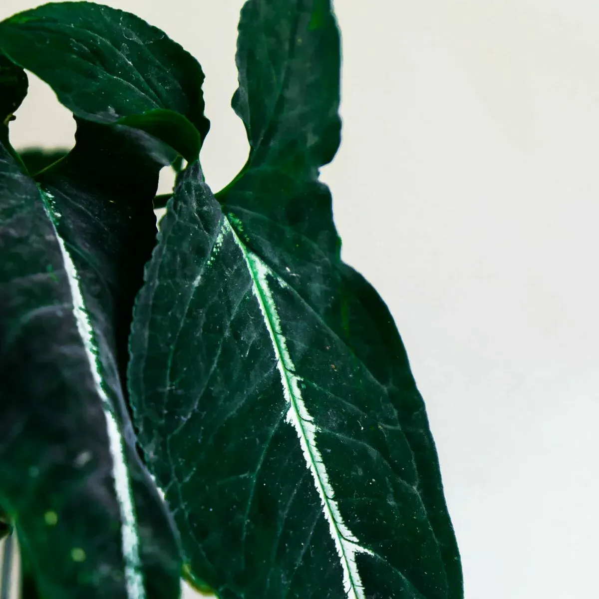 syngonium uprawa