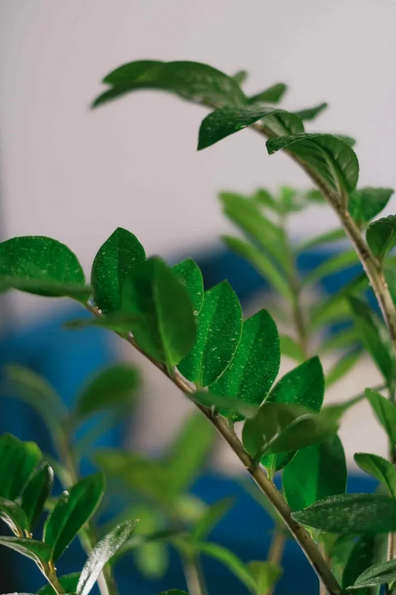 Zamioculcas - jak podlewać
