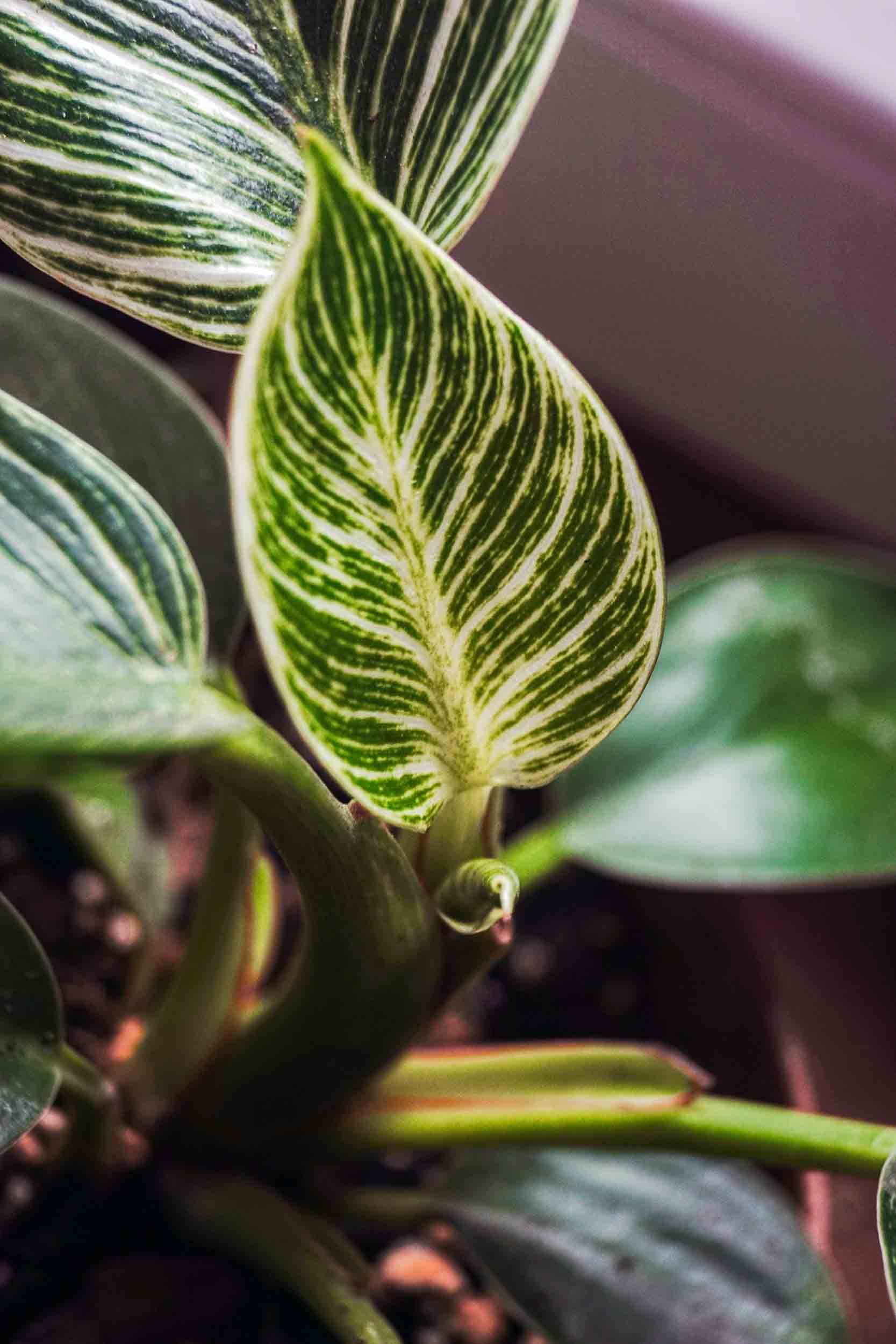 Filodendron przesadzanie
