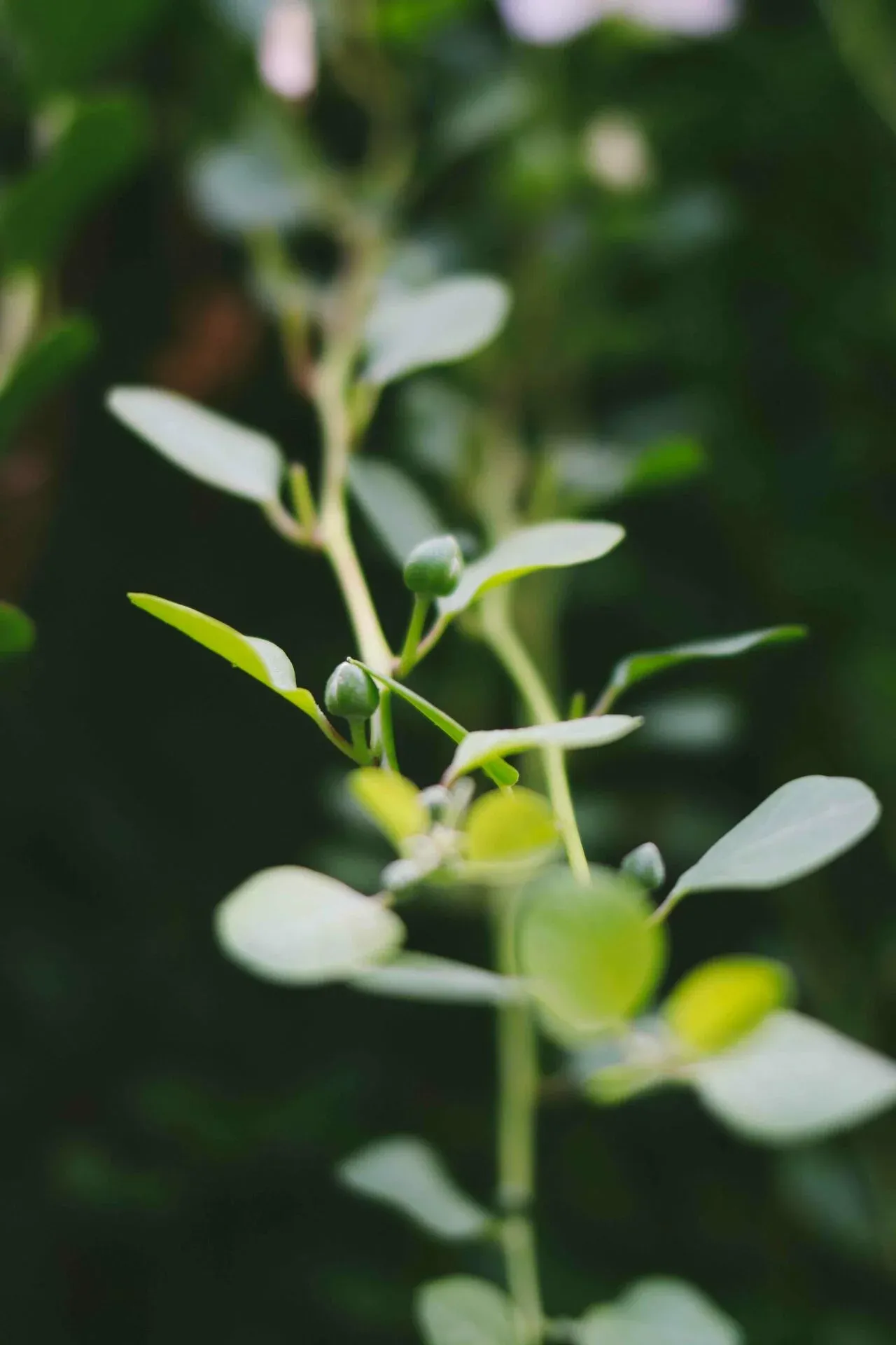 Jakie podłoże do fikusa