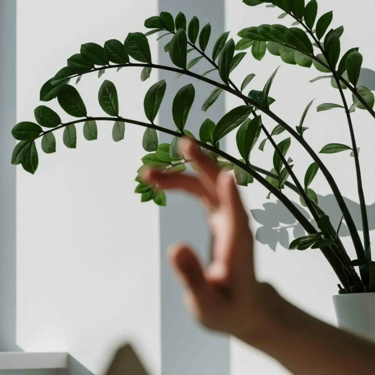 Zamioculcas – wymagania i uprawa