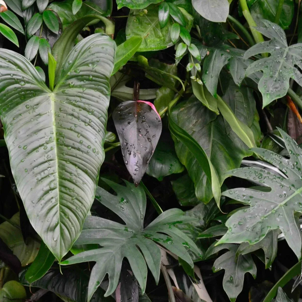 Philodendron podlewanie