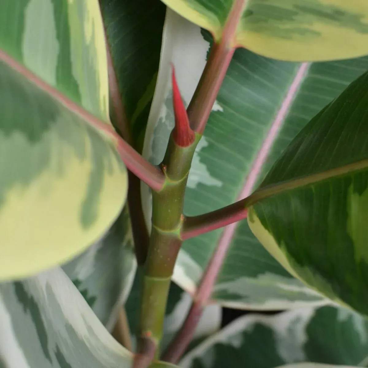 Ficus, figowce – wymagania i uprawa
