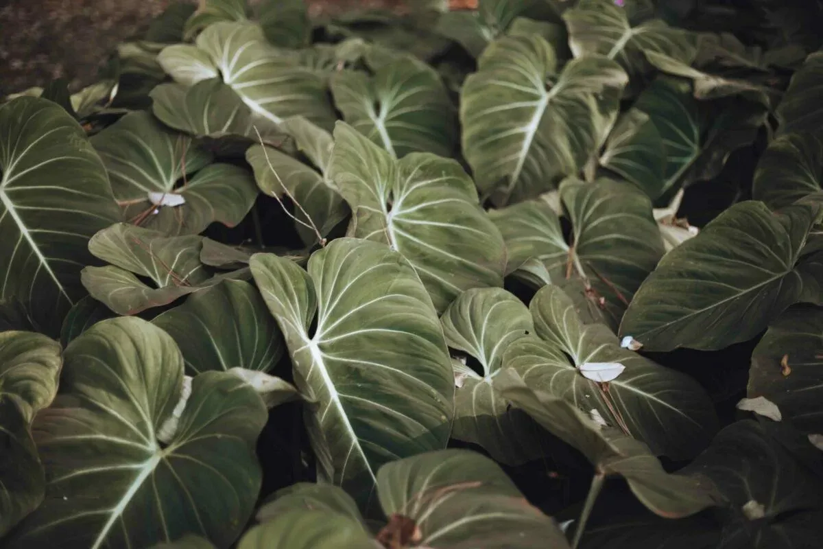 Filodendron, Philodendron – uprawa, wymagania i rozmnażanie
