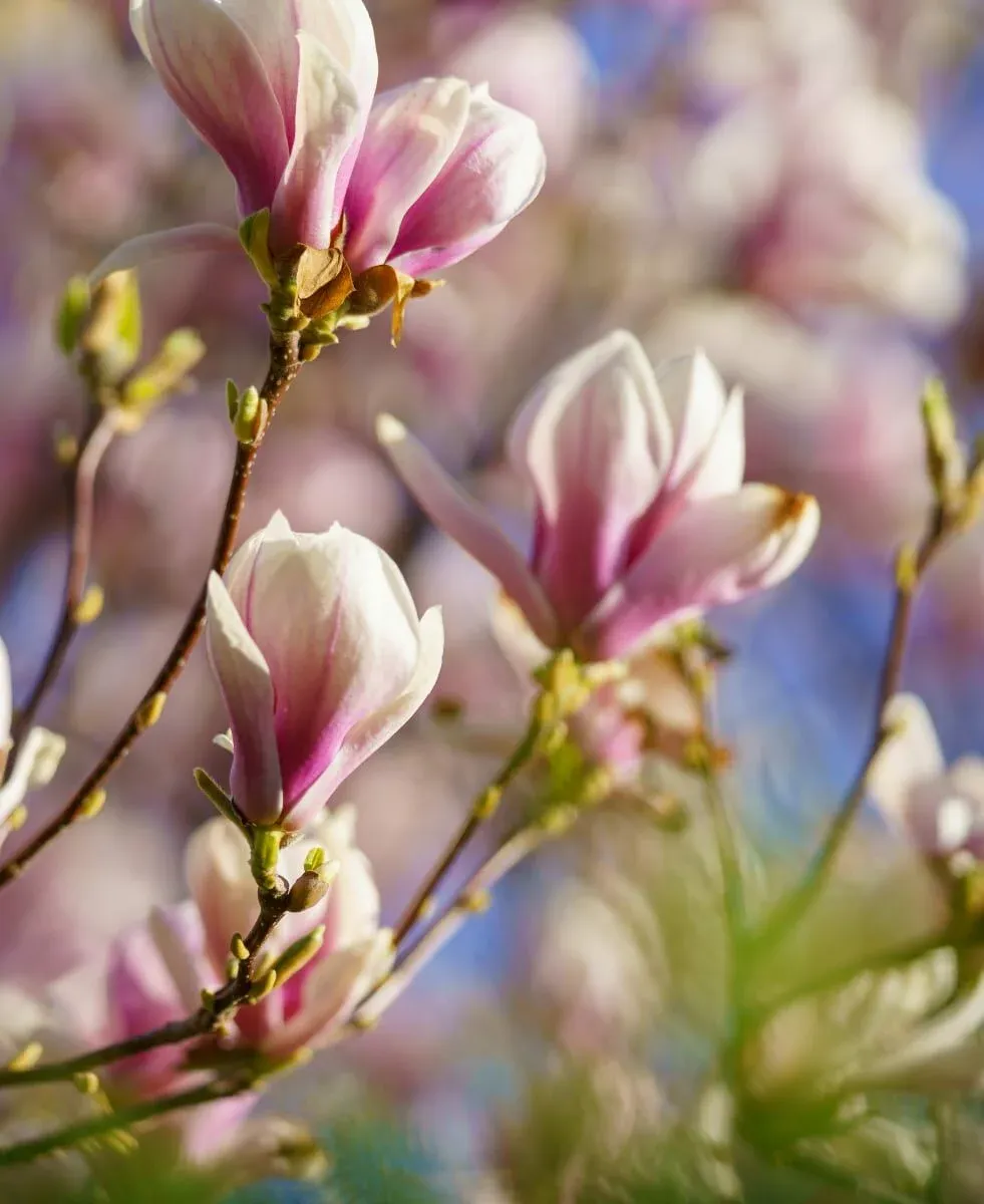 Rozmnażanie magnolii