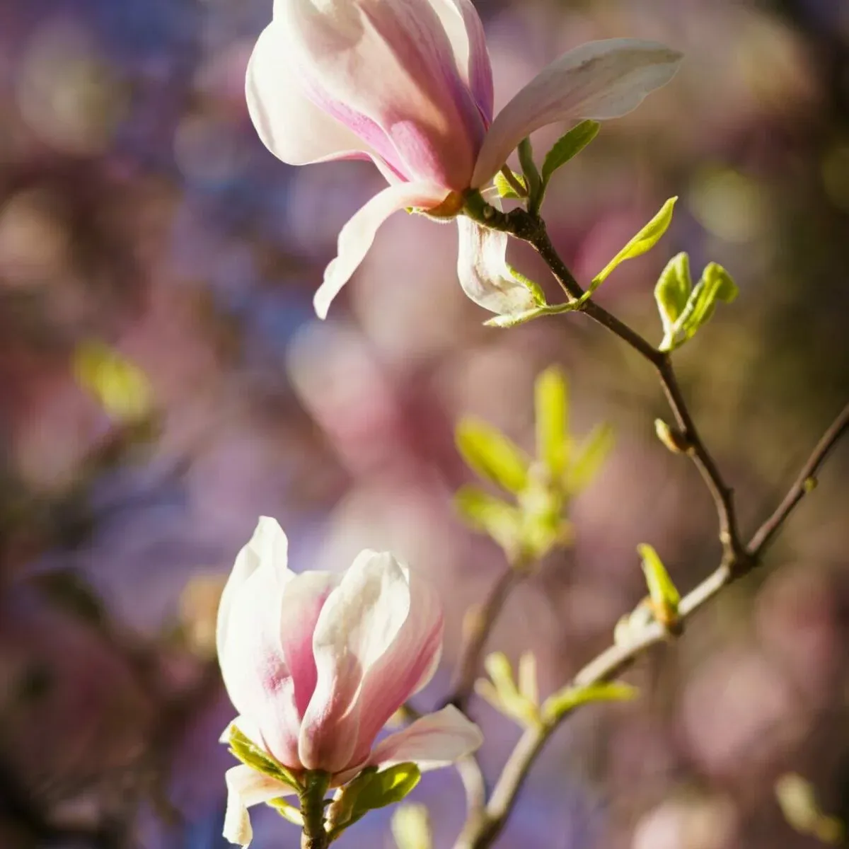 jaka ziemia do magnolii