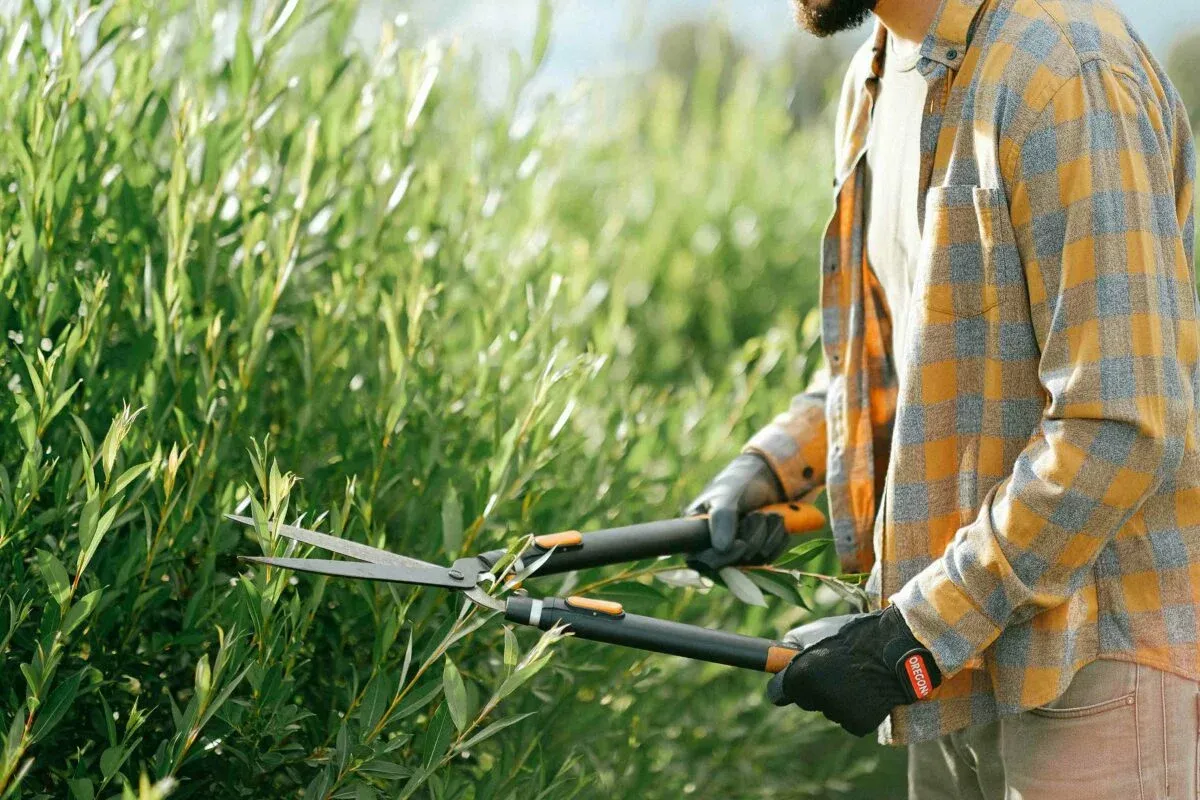 CZAS NA WIOSENNE CIĘCIE DRZEW I KRZEWÓW
