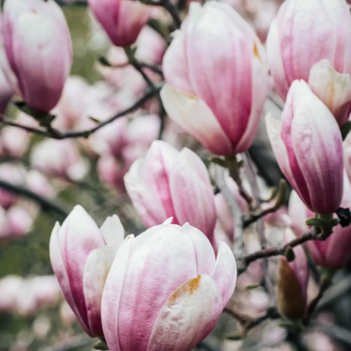 Uprawa magnolii – nie takie trudne jak się wydaje
