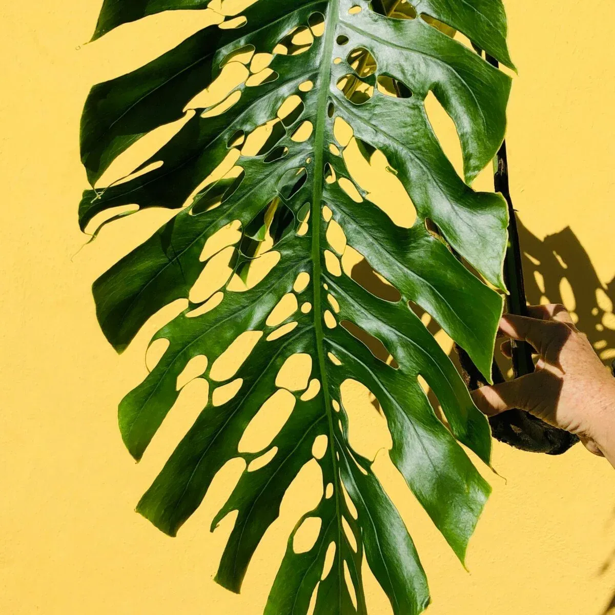 Monstera dubia Forma dorosła