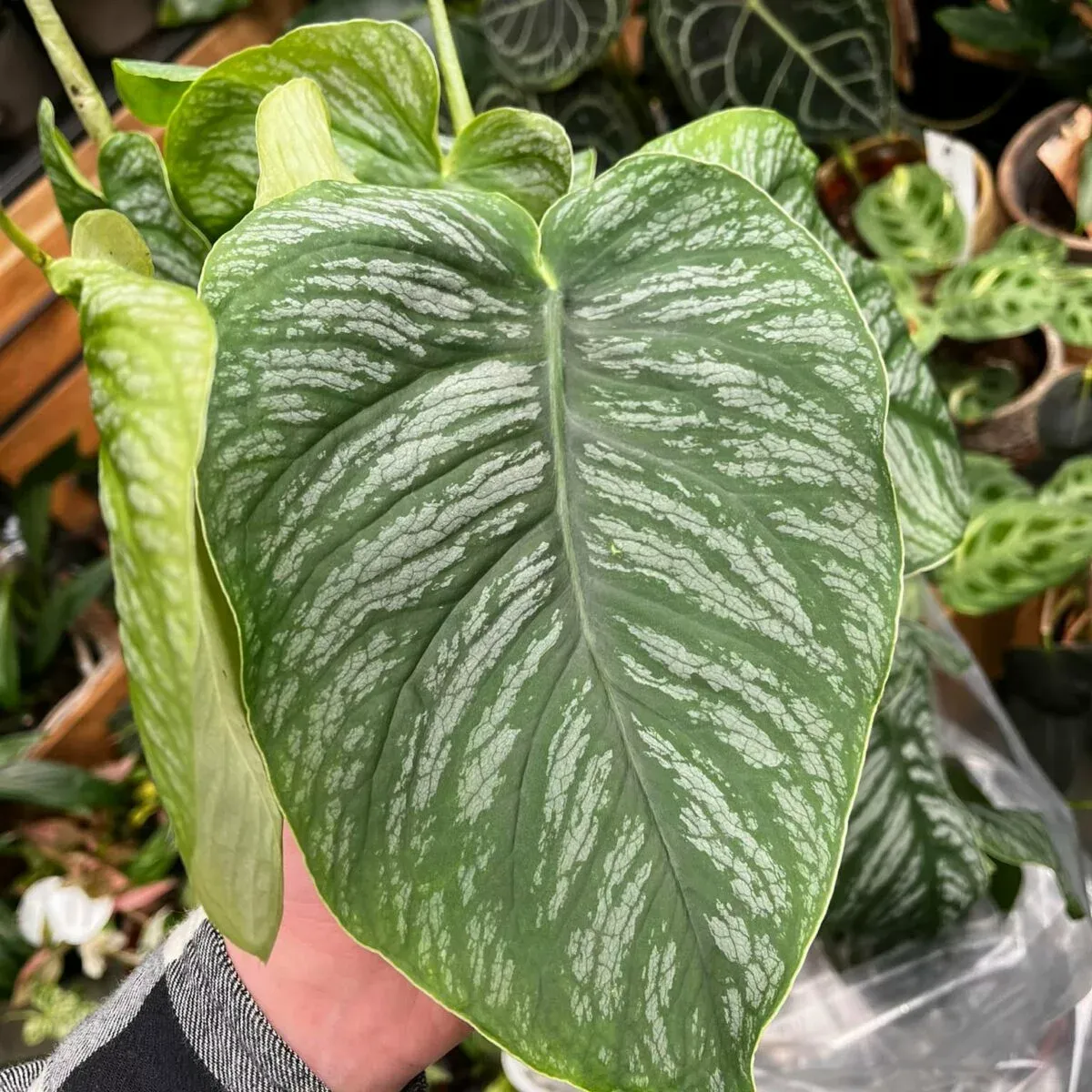 Monstera dubia - florapoint.live