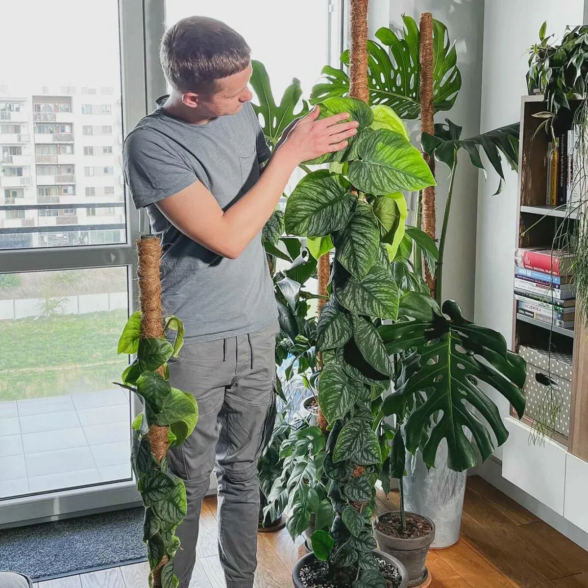 Pielęgnacja monstery dubia - florapoint.live