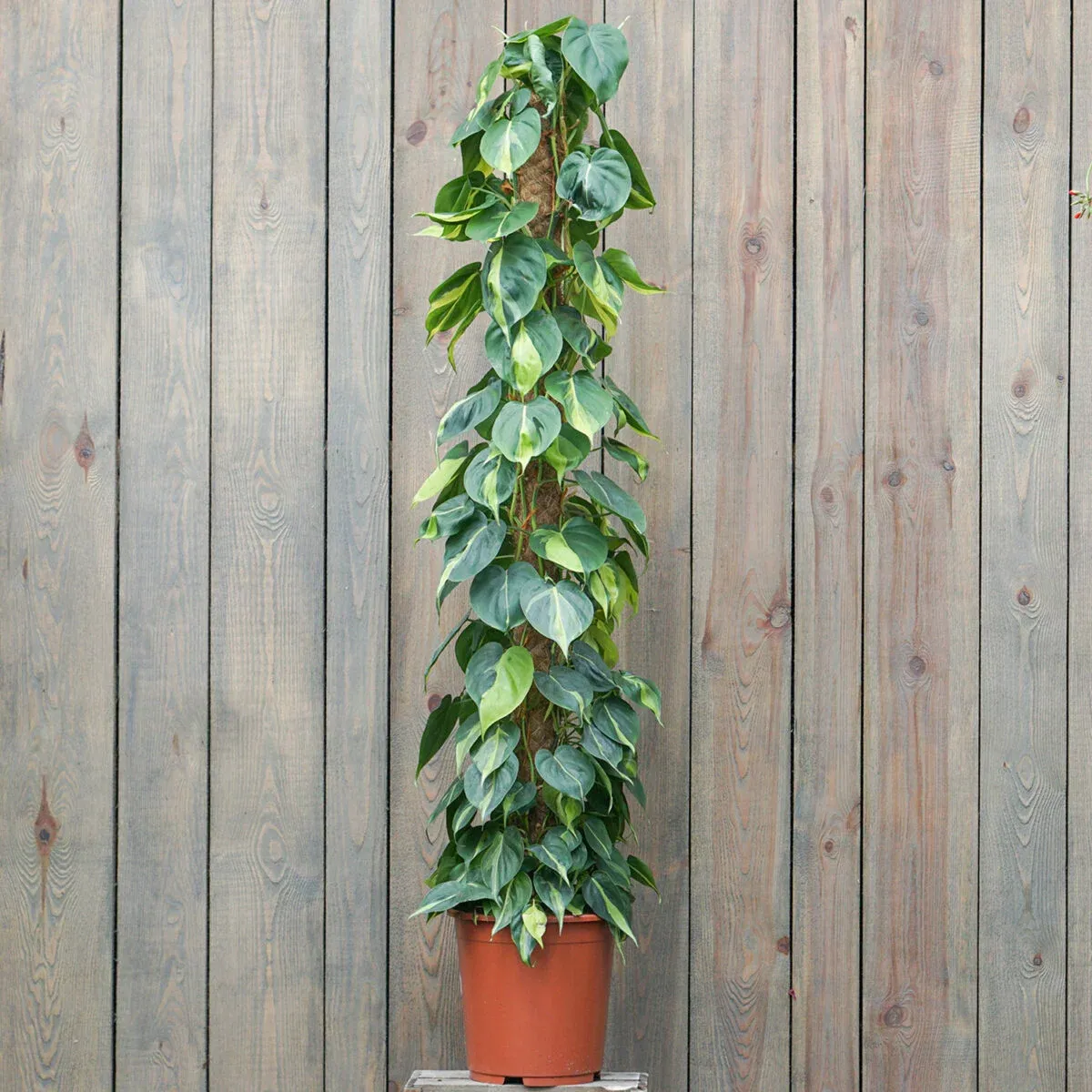 NAJPOPULARNIEJSZE ROŚLINY PNĄCE EPIPREMNUM, SCINDAPSUS, PHILODENDRON HEDERACEUM