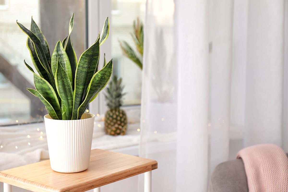 Sansevieria – żelazna roślina na prawie każde warunki