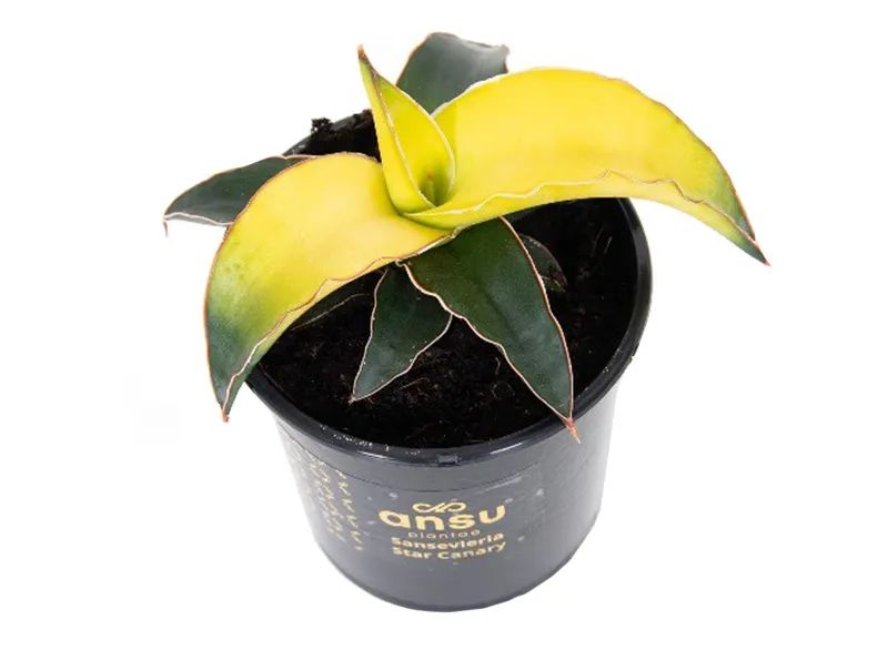 Star Canary kopia.jpg