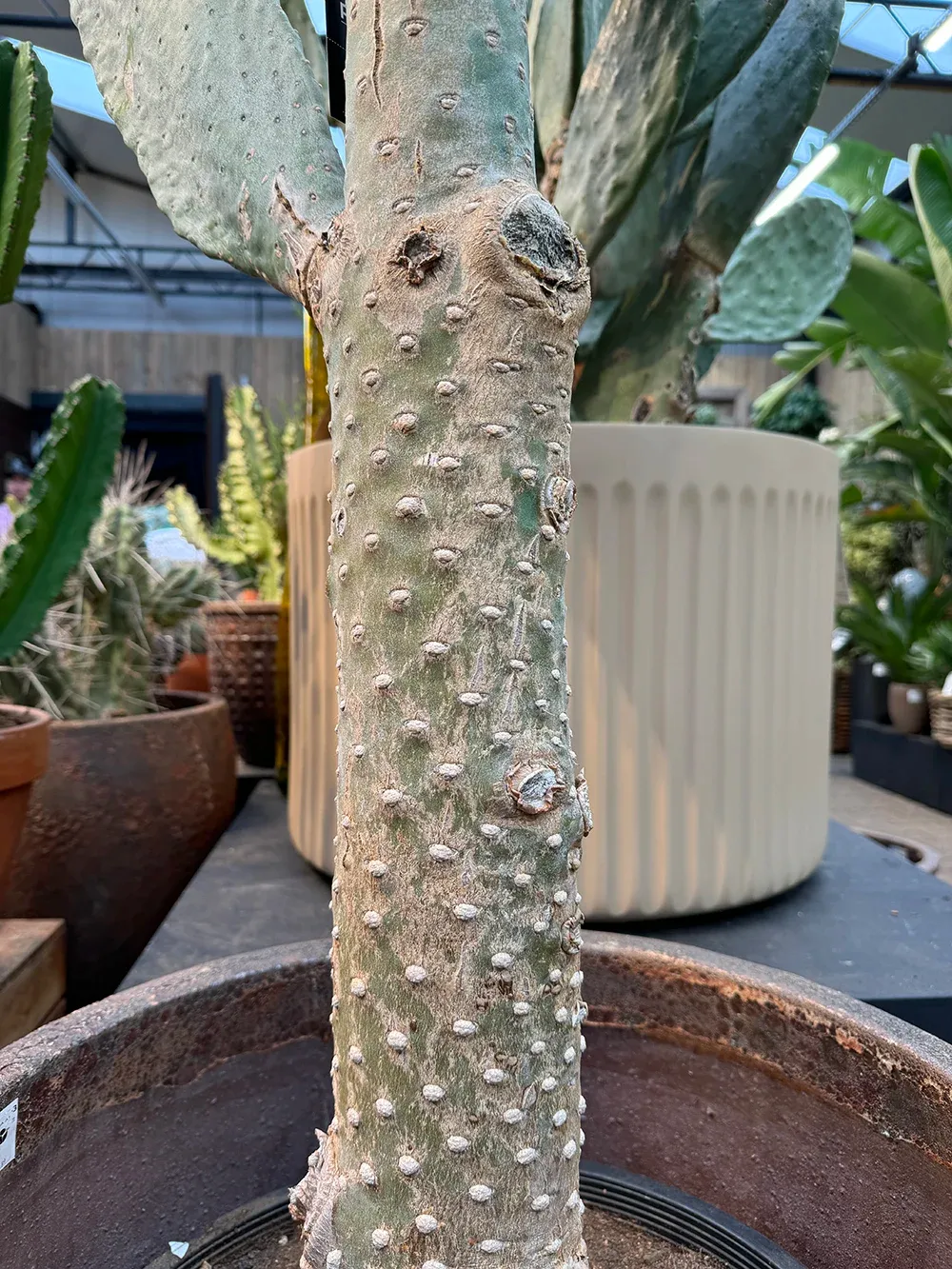 image_67197697 kopia.webp