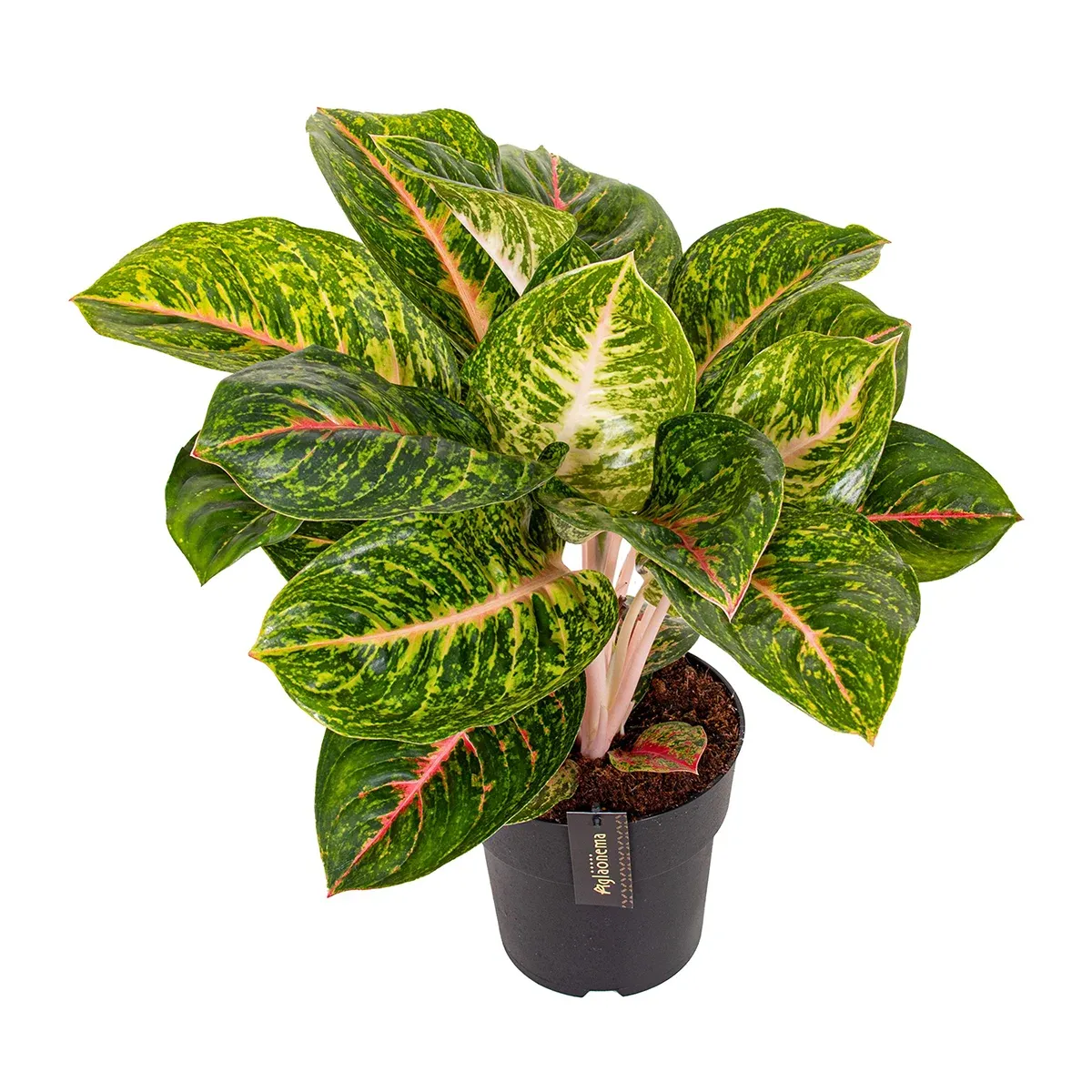 Sprin Red kopia.webp