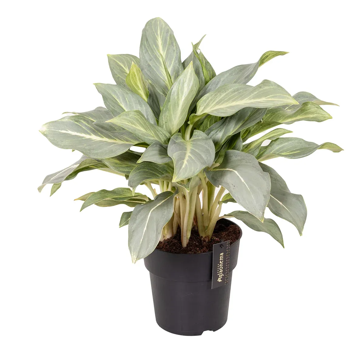 Aqua Green kopia.webp