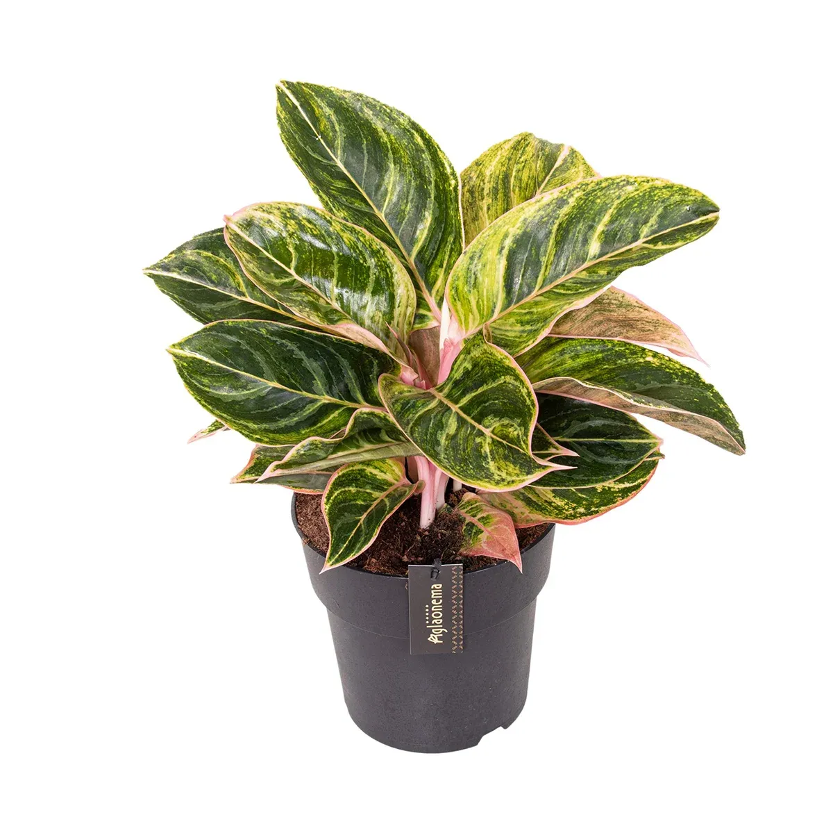 Zebrina Pink kopia.webp