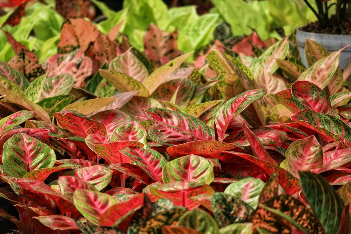 Aglaonema – tropikalna piękność o kolorowych liściach