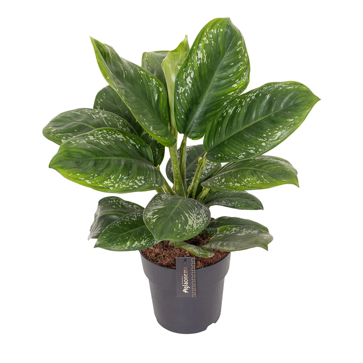 Onyx Green kopia.webp