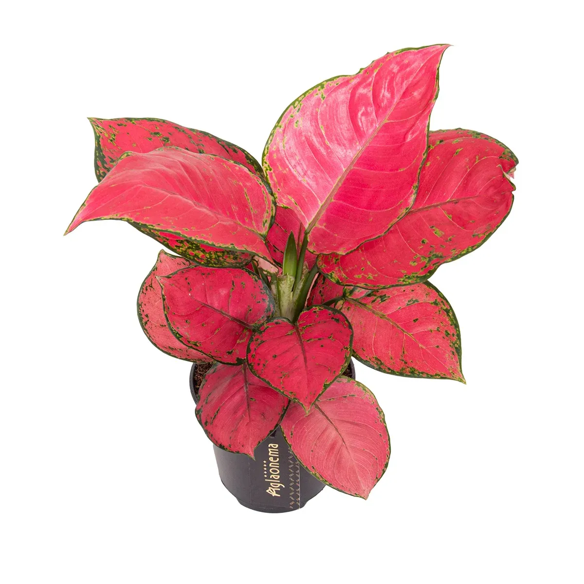 Aglaonema Red Joy kopia.webp