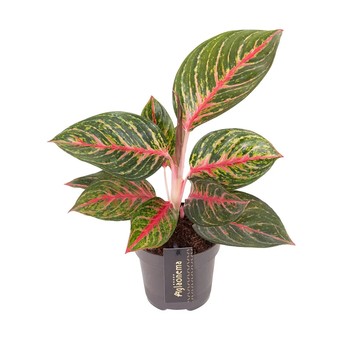 Olive Red kopia.webp