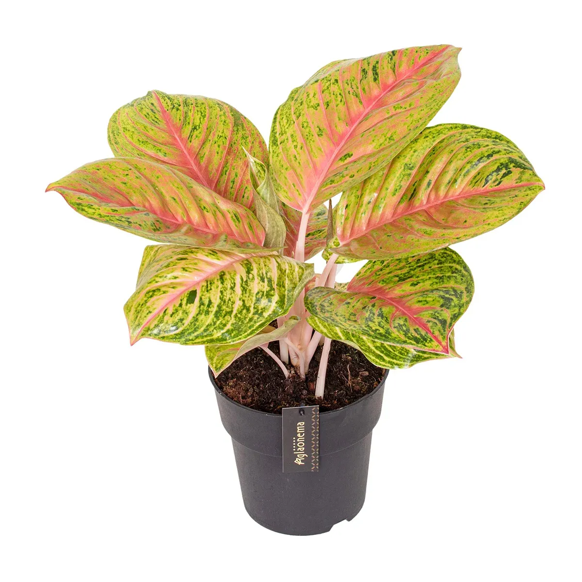 Aglaonema Grand Blossom kopia.webp