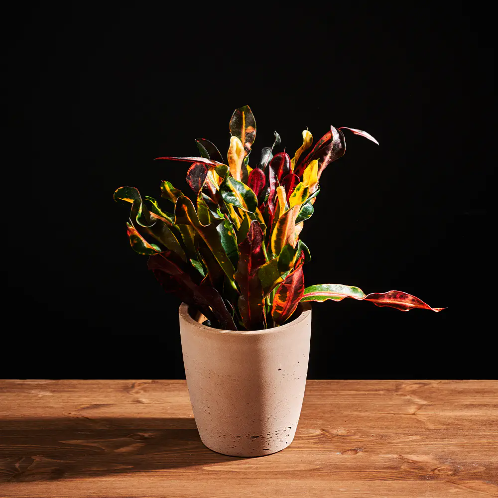 Flora K Flora