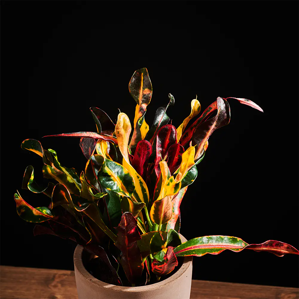 Flora K Flora