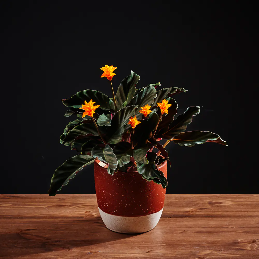 Flora K Fp