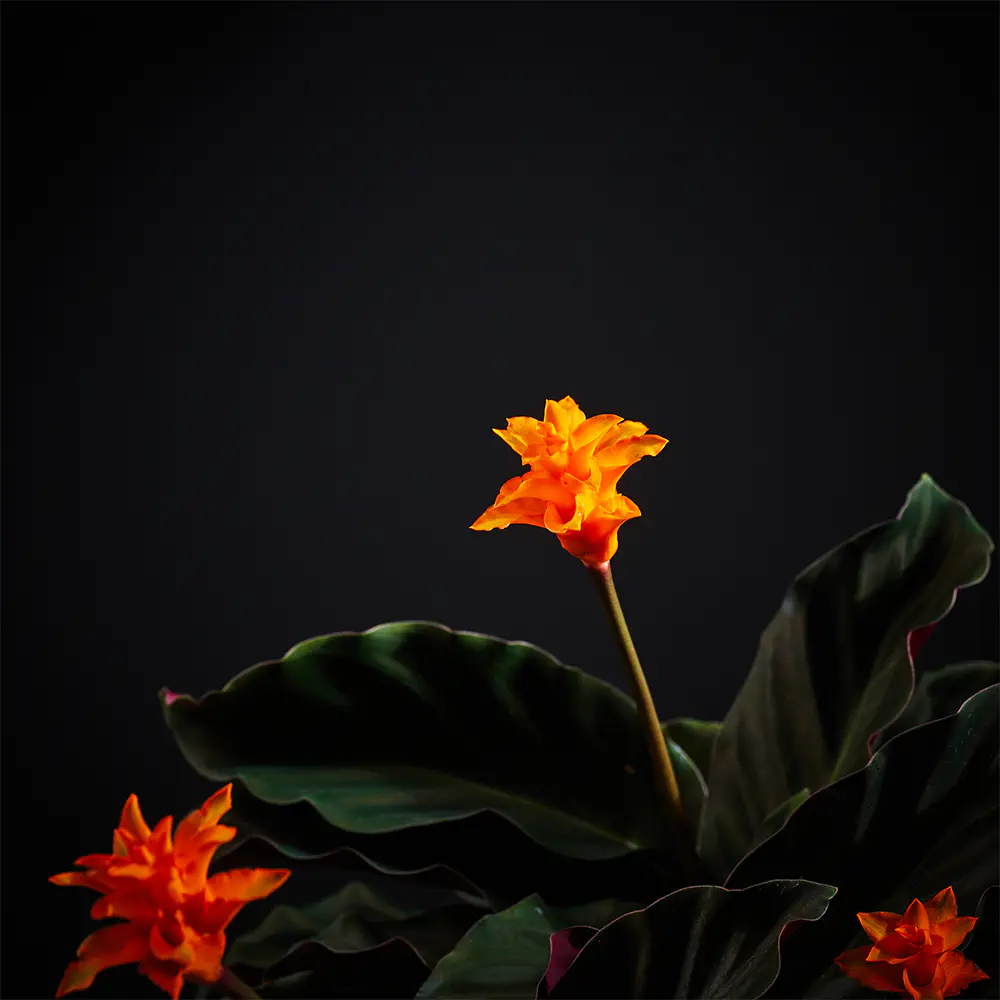 Flora K Fp