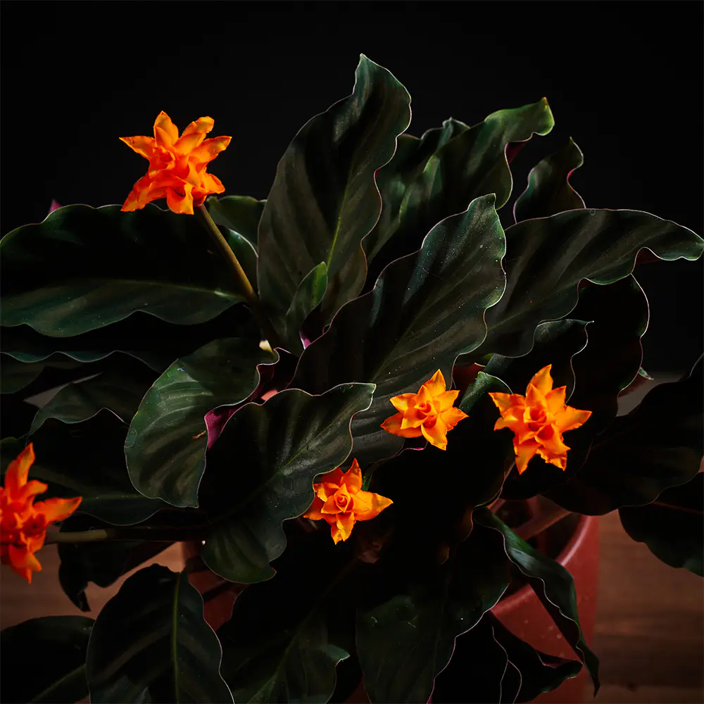 Flora K Fp