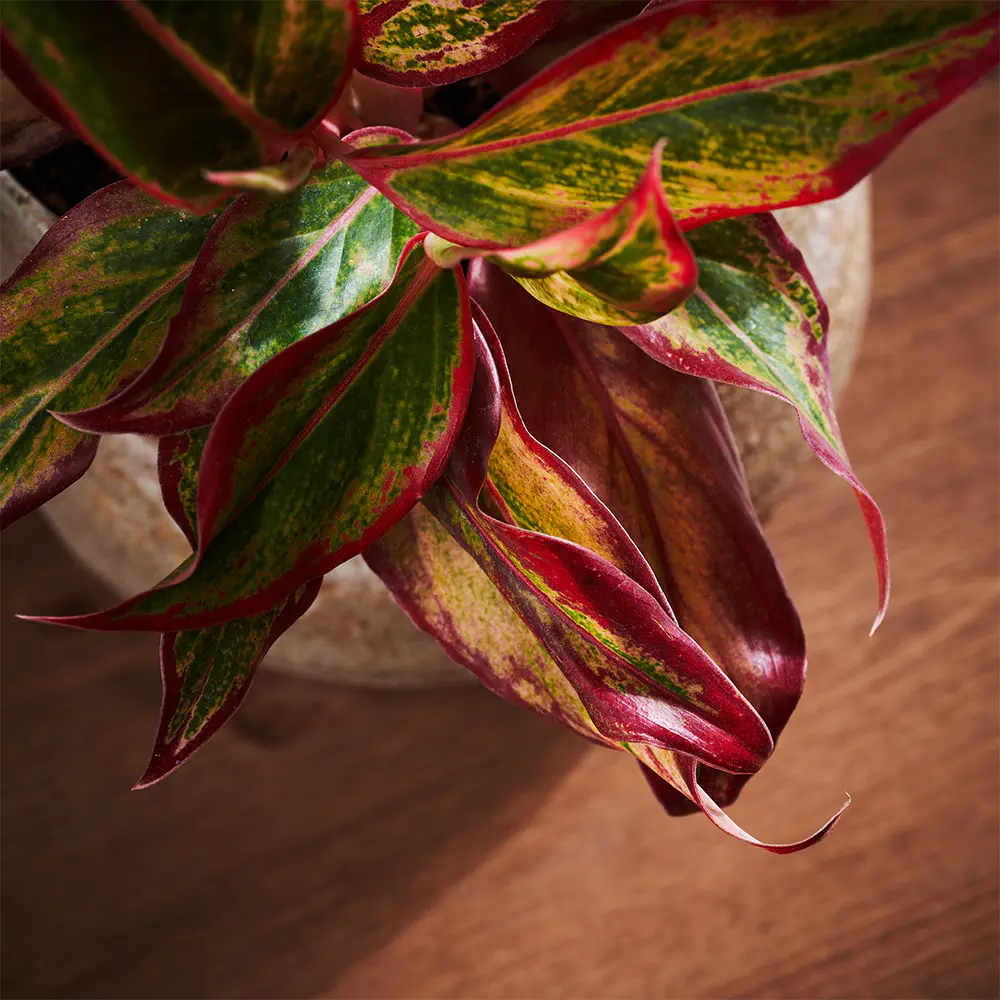 Flora K Fp