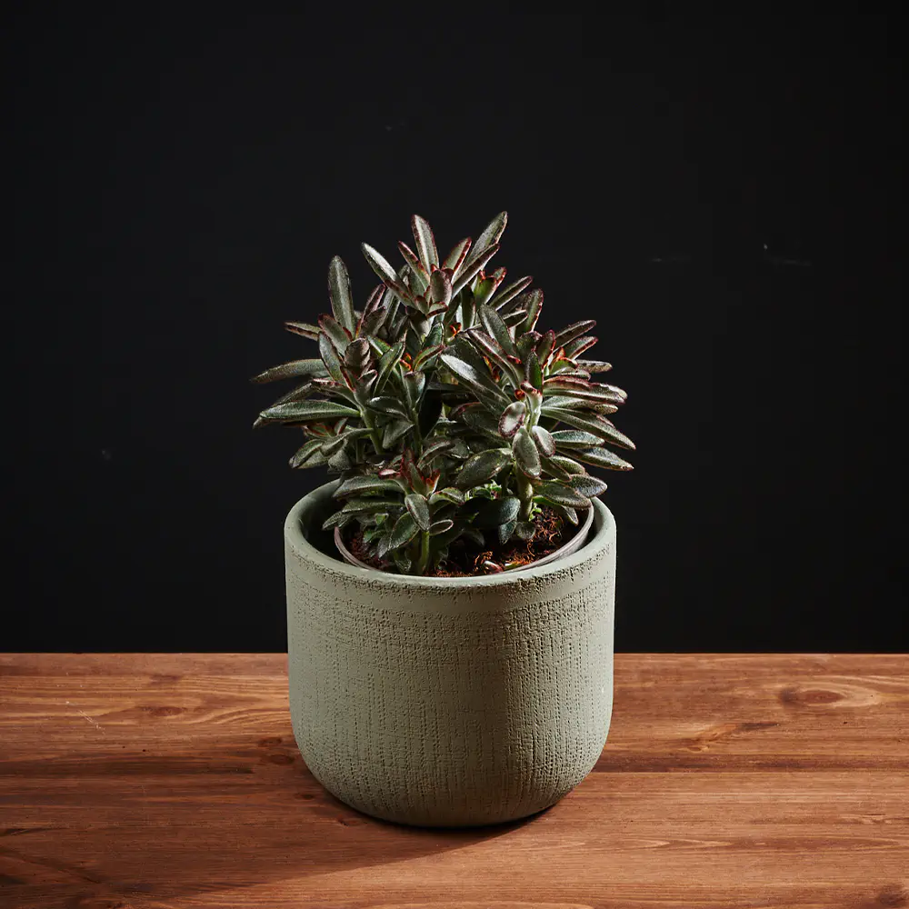 Flora K Fp