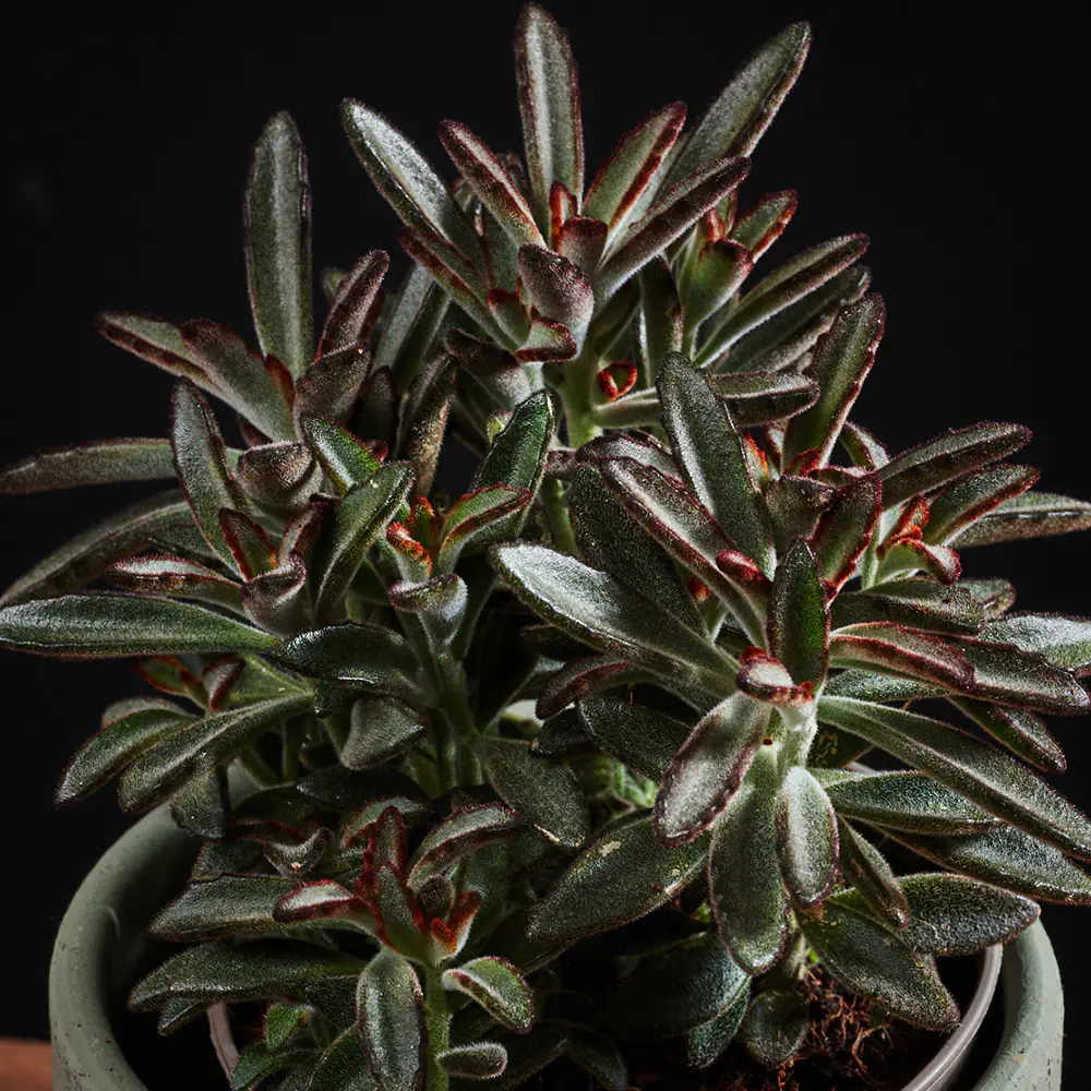 Flora K Fp