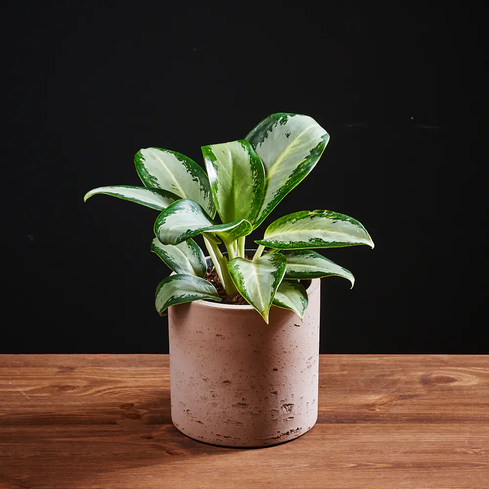 Flora K Fp