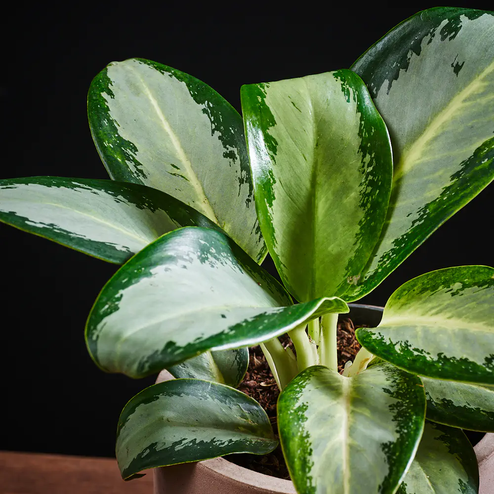 Flora K Fp