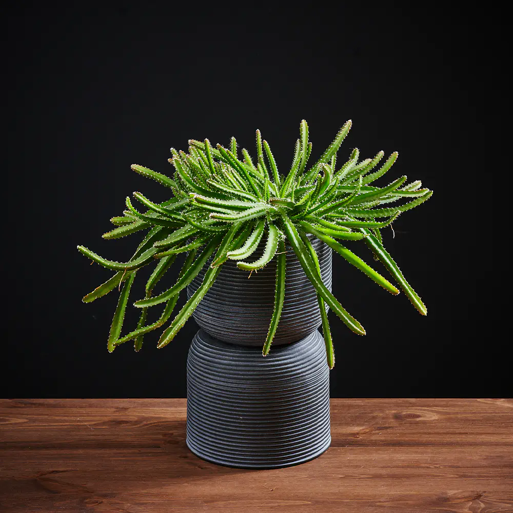 Flora K Fp