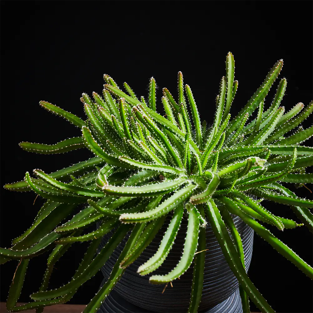 Flora K Fp