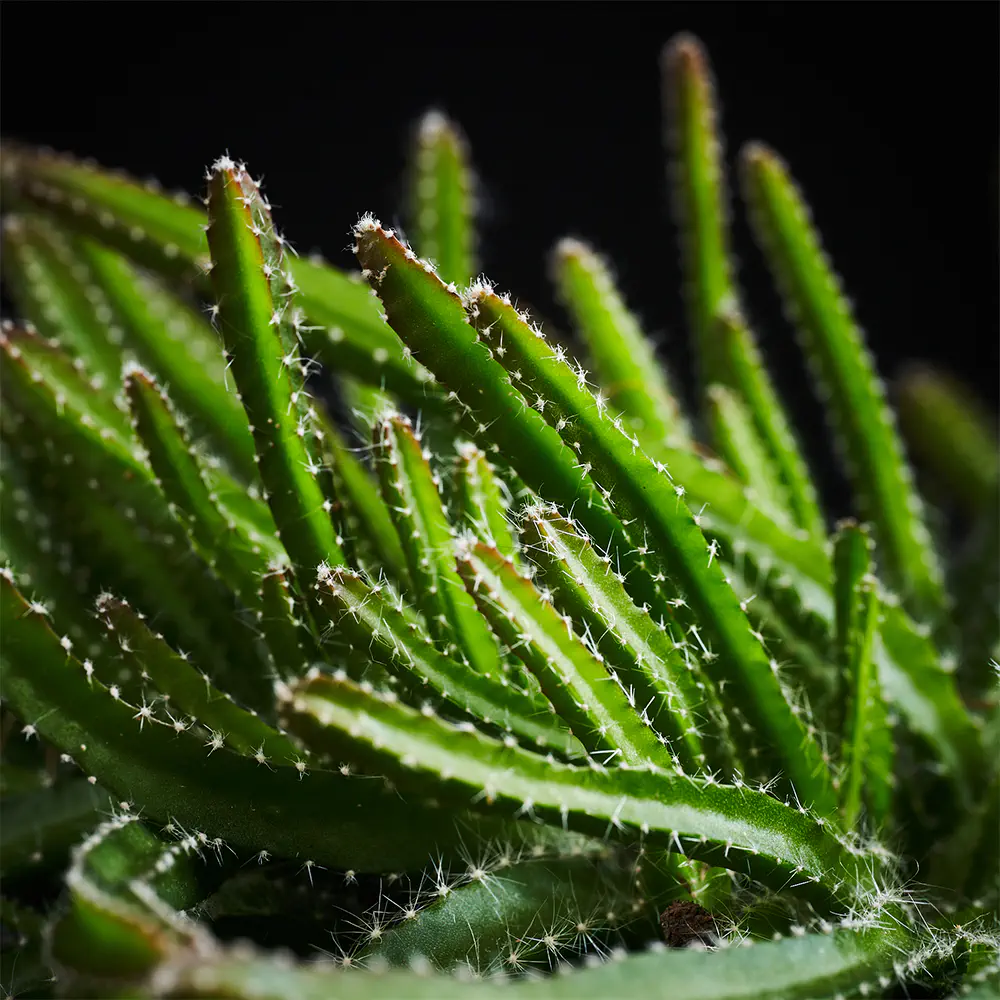 Flora K Fp