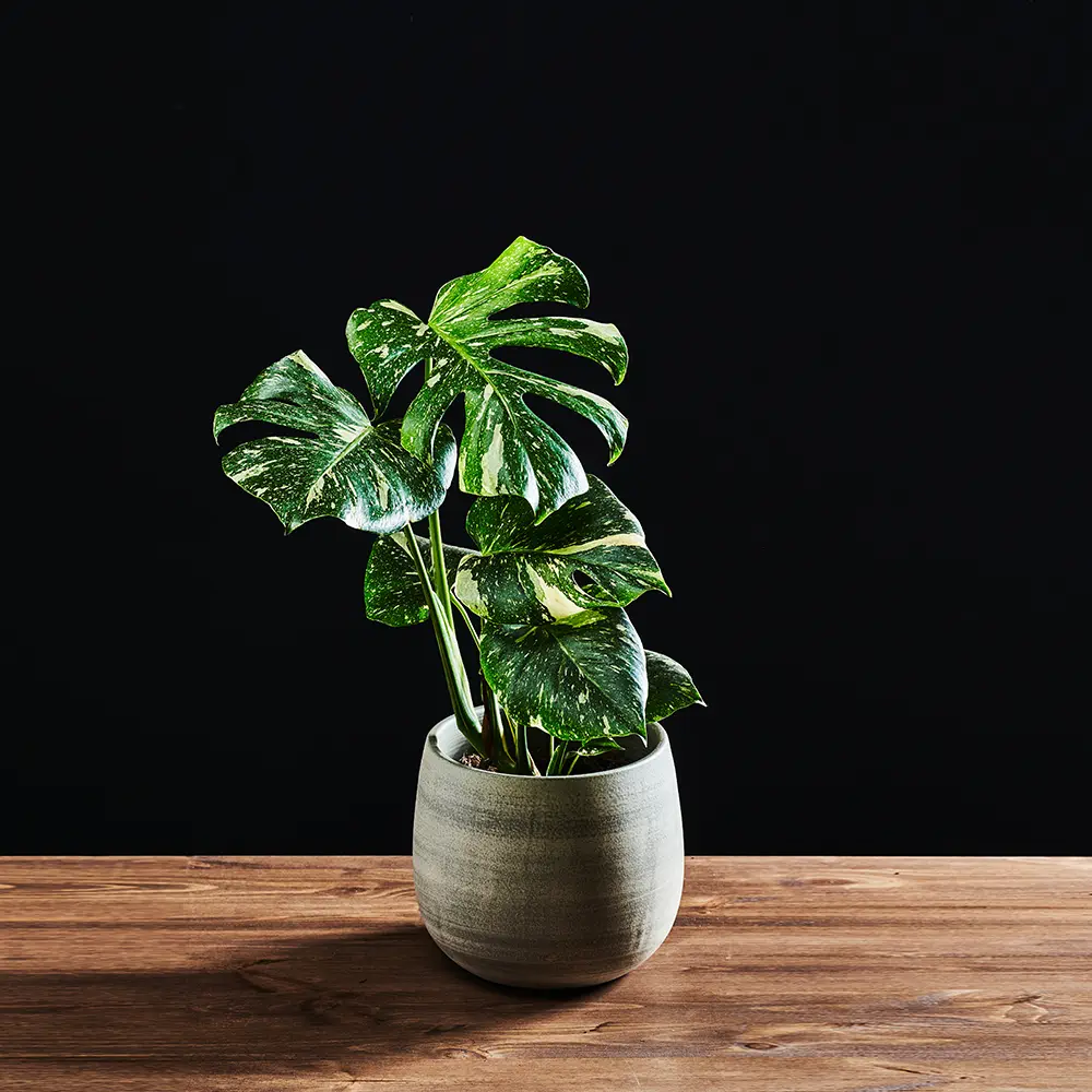 Flora K Flora