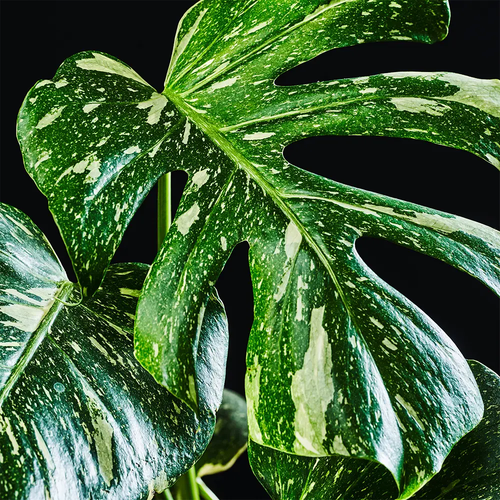 Flora K Flora
